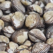 쫄깃한 새꼬막(대) 1kg (80-85미)
