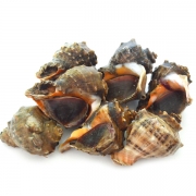 참소라 1kg(7-10마리)