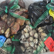 새꼬막1kg(대)85내외+가리비1kg(20미내외)+홍합1kg(70미내외)