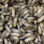 순천맛 맛조개 500g